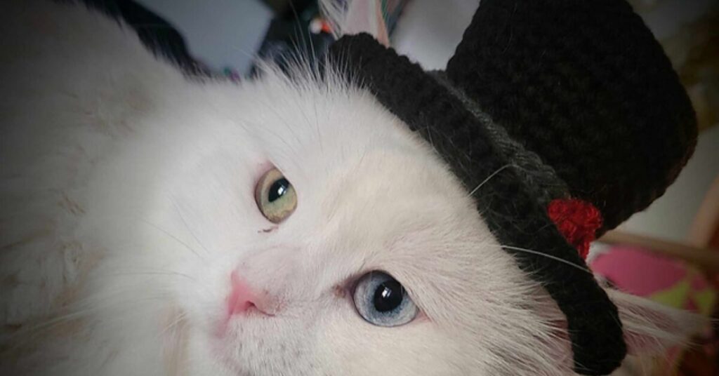 Free Crochet-Cat Hat Patterns Featured-Image
