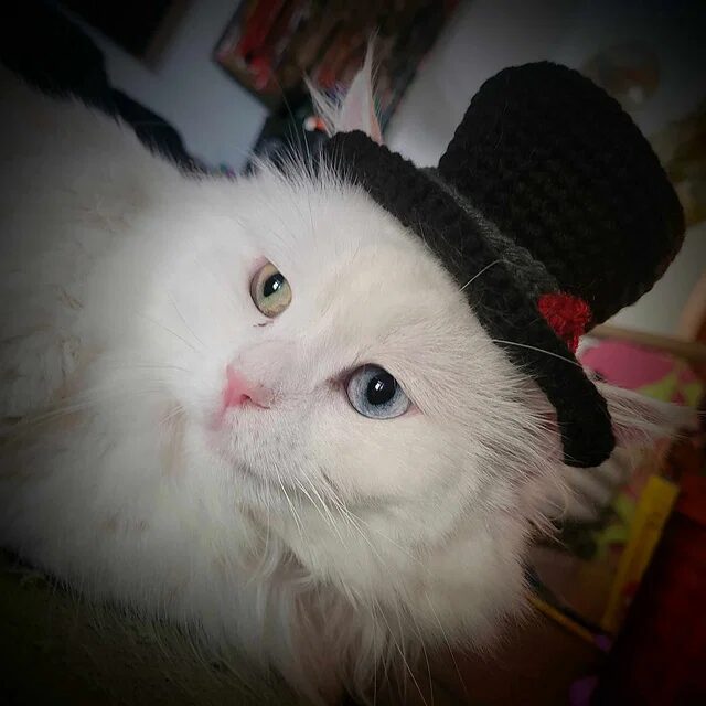 Free Crochet Cat Hat Patterns Pinterest