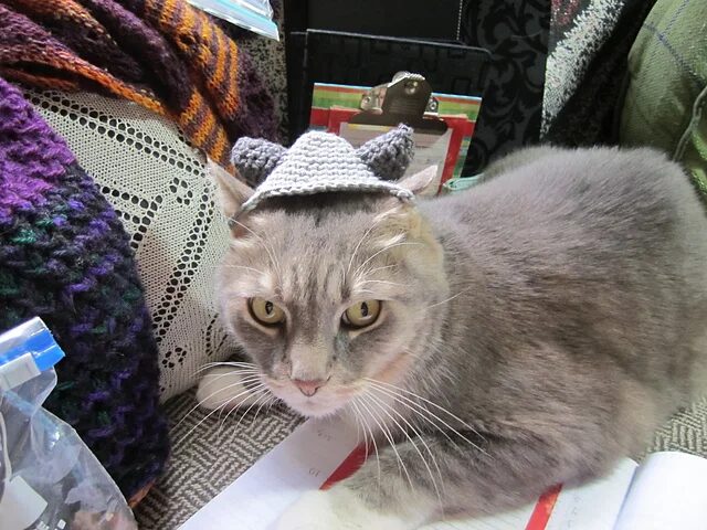 Free Crochet Cat Hat Patterns Pinterest
